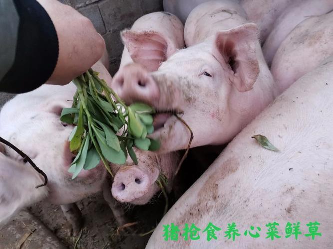 养心菜赋能现代畜牧业 功能性鲜肉、禽蛋与鲜奶的国际贸易新蓝海